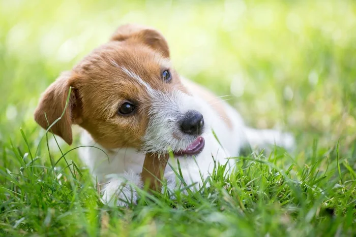 Reddogs / Shutterstock | Portal EdiCase Reddogs / Shutterstock | Portal EdiCase