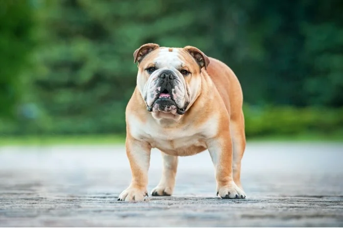 Rita_Kochmarjova / Shutterstock | Portal EdiCase Rita_Kochmarjova / Shutterstock | Portal EdiCase